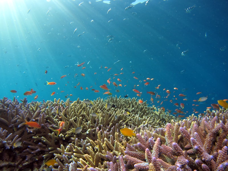 Coral reef underwater scene